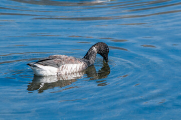Molting Brent Goose (Branta bernicla) in Malibu Lagoon, California, USA