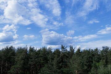 Dramatic stormy cumulus clouds above the top of the forest trees.