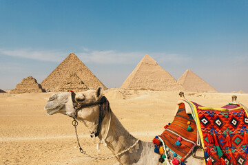 Camel Driver With Camel in Front of the Pyramids at Giza, Egypt