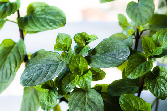 Close up image of fresh mint leaves, selective focus