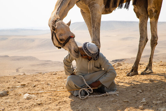 Camel Driver With Camel in Front of the Pyramids at Giza, Egypt
