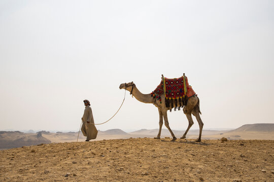 Camel Driver With Camel in Front of the Pyramids at Giza, Egypt