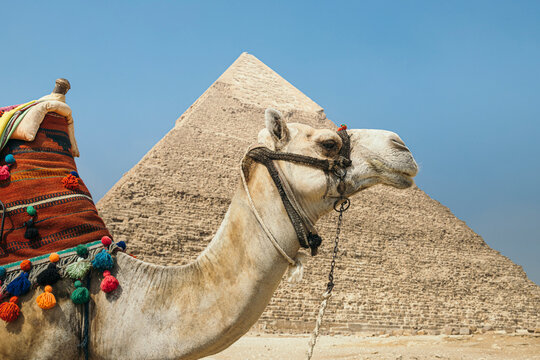 Camel Driver With Camel in Front of the Pyramids at Giza, Egypt