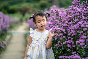 Cute little girl walking at Beautiful blossom Violet Margaret Flower field.