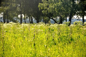 field of flowers