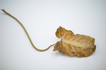 Leaf with short petiole turn yellow near rot