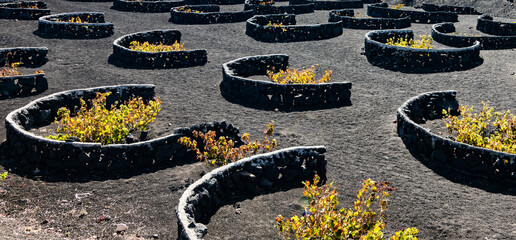 Viñedos de Lanzarote