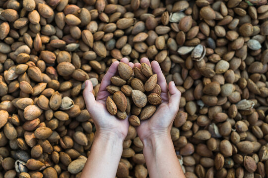 Hands holding fresh almonds