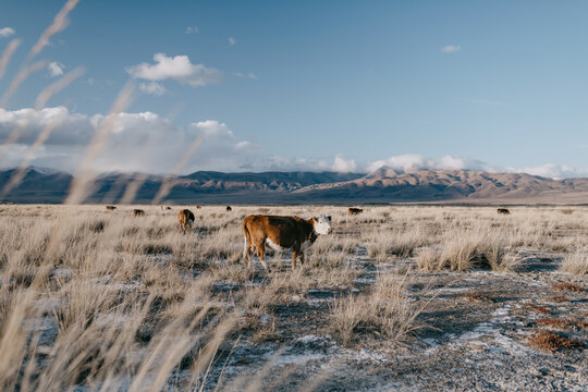 &ndash;&deg;ow grazing in the steppe