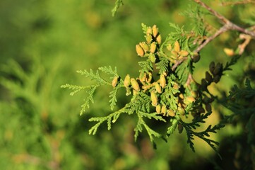 arborvitae