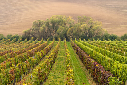 Vineyards in the Fall with Trees
