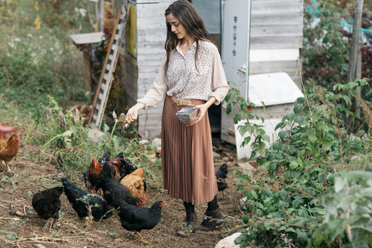 Woman Feeding Chickens In Barn