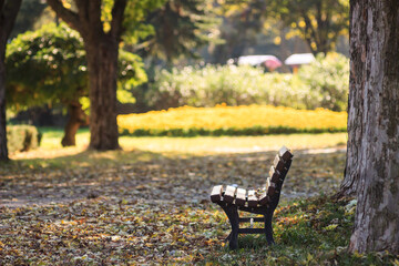 Wooden bench near the road in the park. The season is autumn. Road with fallen leaves.