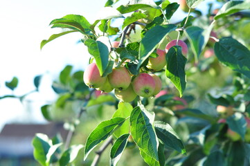 apples on tree