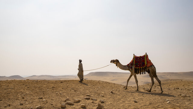 Camel Driver With Camel in Front of the Pyramids at Giza, Egypt
