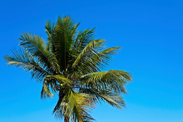 Fototapeta na wymiar Coconut tree at the wind, Rio, Brazil