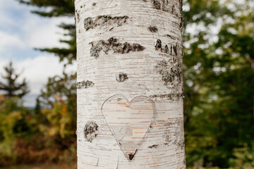 A heart carved into a white birch tree with early fall foliage in the background