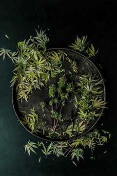 Trimming a Cannabis Plant