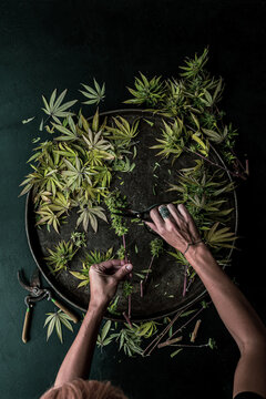Trimming a Cannabis Plant