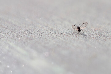 little fly detail translucent wings