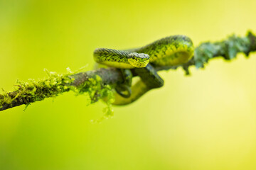 Bothriechis nigroviridis is a venomous pit viper species found in the mountains of Costa Rica and...
