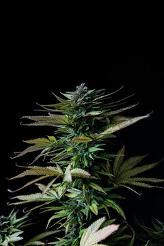 Cannabis Sativa Plant