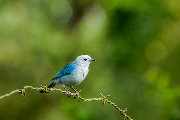 Blue-grey Tanager (Thraupis episcopus) in tropical forest of Papaturro River area, Nicaragua