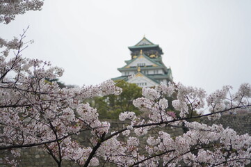 오사카 성과 벚꽃이 같이 보이는 풍경들