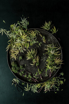 Trimming a Cannabis Plant
