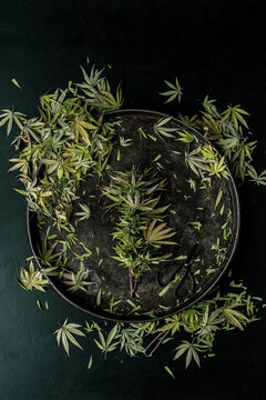 Trimming a Cannabis Plant