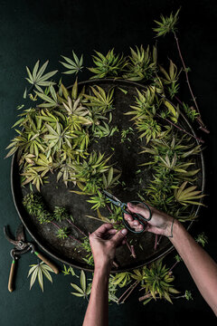 Trimming a Cannabis Plant