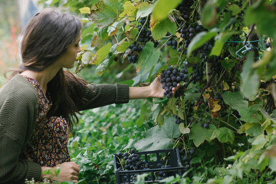 Young Woman Taking A Grape