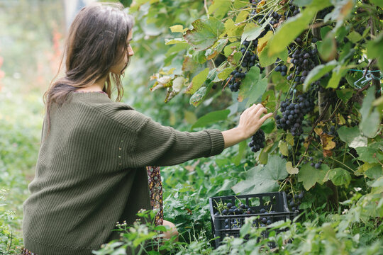Young Woman Taking A Grape