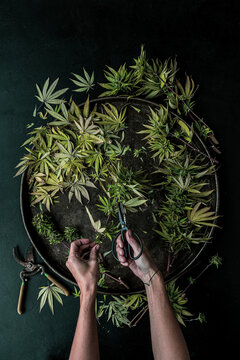 Trimming a Cannabis Plant