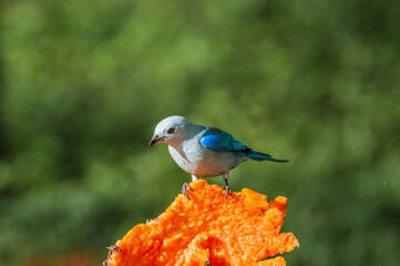 Blue-grey Tanager (Thraupis episcopus) in tropical forest of Papaturro River area, Nicaragua