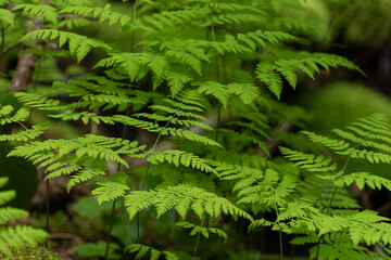 green fern background