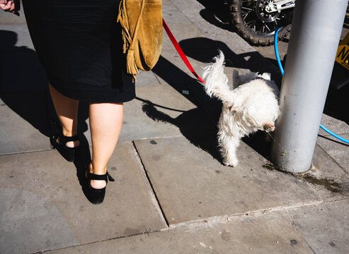 A little dog peeing on a pole