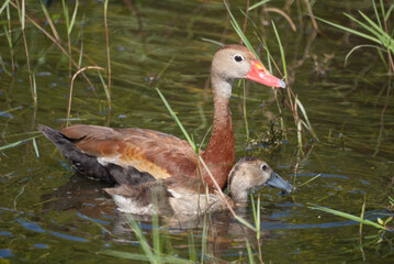 Black Bellied Whistling Ducks in Nature