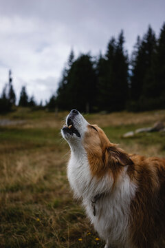 Dog howling in the wild