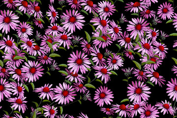 Fototapeta na wymiar Floral seamless pattern with Echinacea Purpurea . Pink flowers on black background. For your design, textile, wallpapers, print, greeting. Vector.