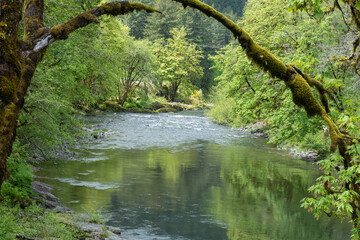 Stream in the forest