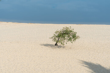 One small tree on a sand dune