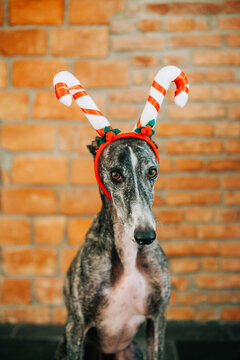 Greyhound with a festive hat