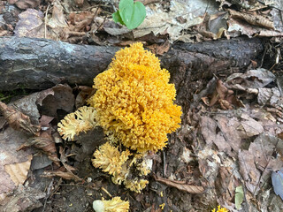 Yellow coral fungus