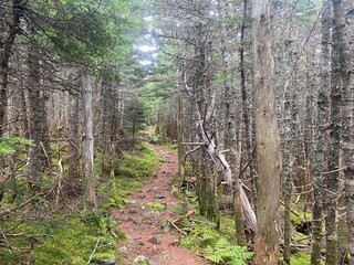 The Appalachian Trail winding through the Maine Wilderness