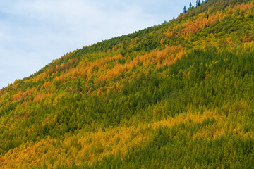 Aspen trees in fall in the mountains of Colorado 