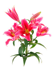 Obraz na płótnie Canvas Bouquet of red lilies.