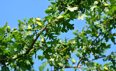 Żołędzie  © zibi