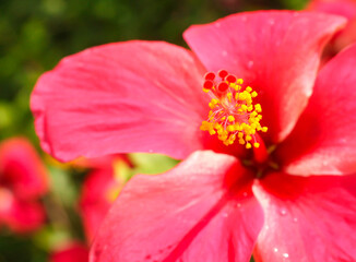 Hibiscus, reddish-pink, beautiful, natural, focus on the pollen Blurred background as bokeh