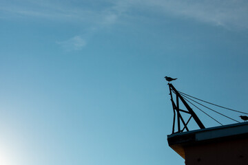 A Silhouette of a Seagull Sitting on a Metal Pole on Top of a Building on a Clear Blue Sky